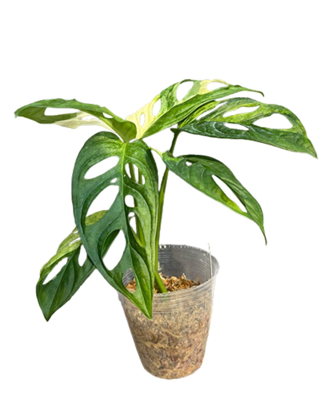 Monstera adansonii var