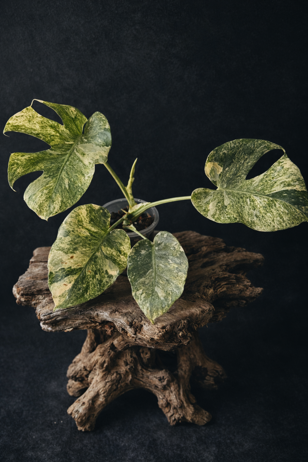 Monstera platinum