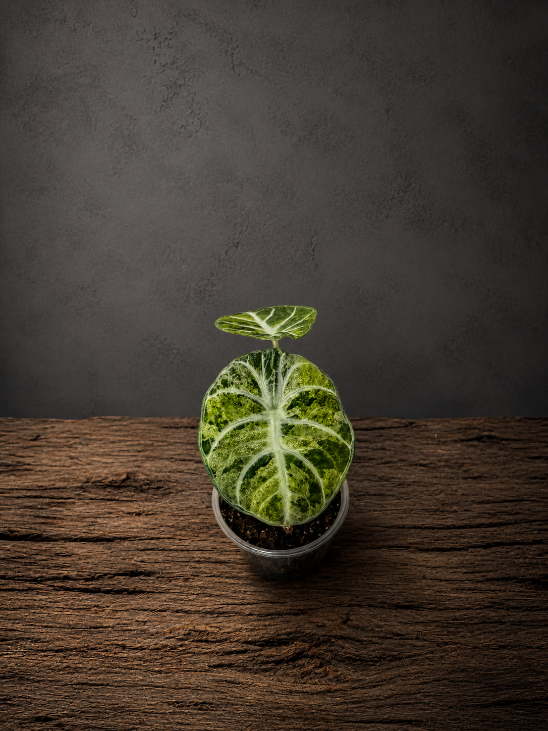 Alocasia Ninja Splash