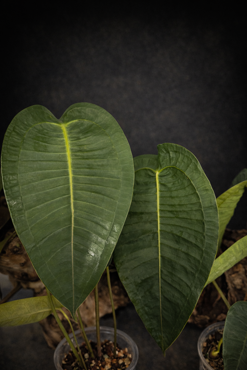Anthurium peltigerum 