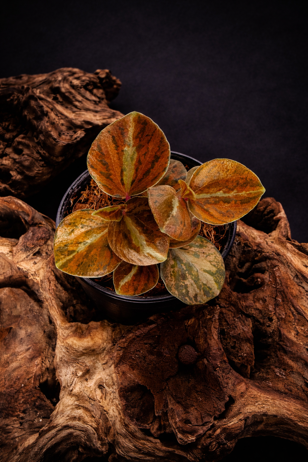 Pepperomia metallica variegated