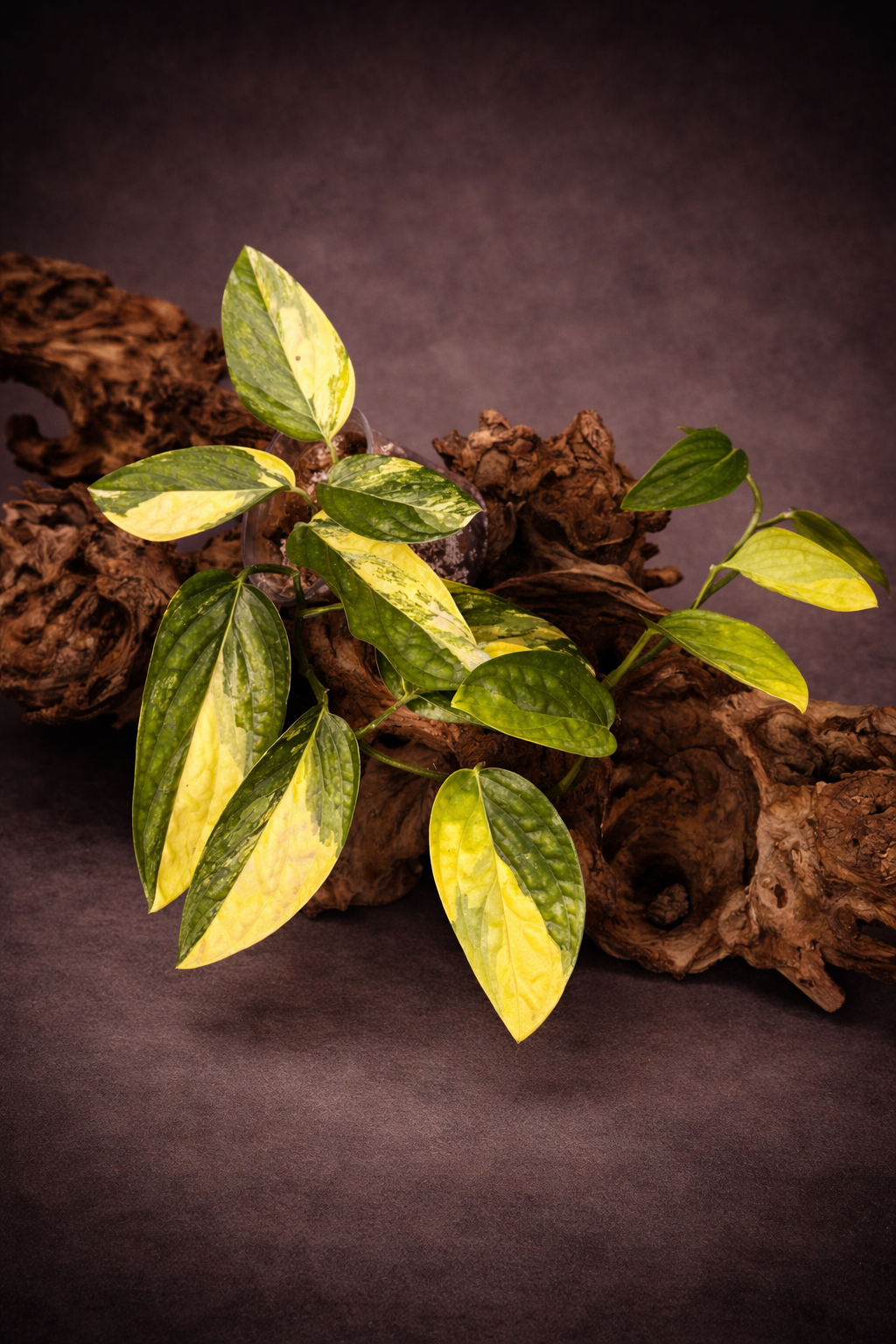 Monstera Peru variegated "Large"