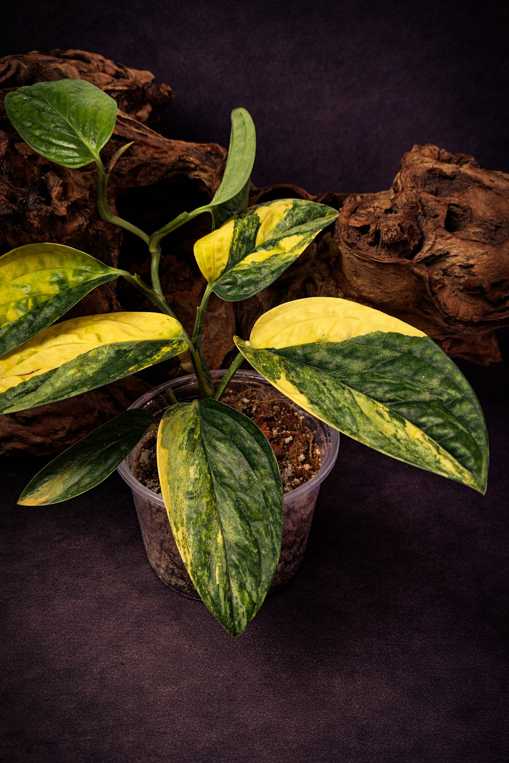 Monstera Peru variegated "Medium"