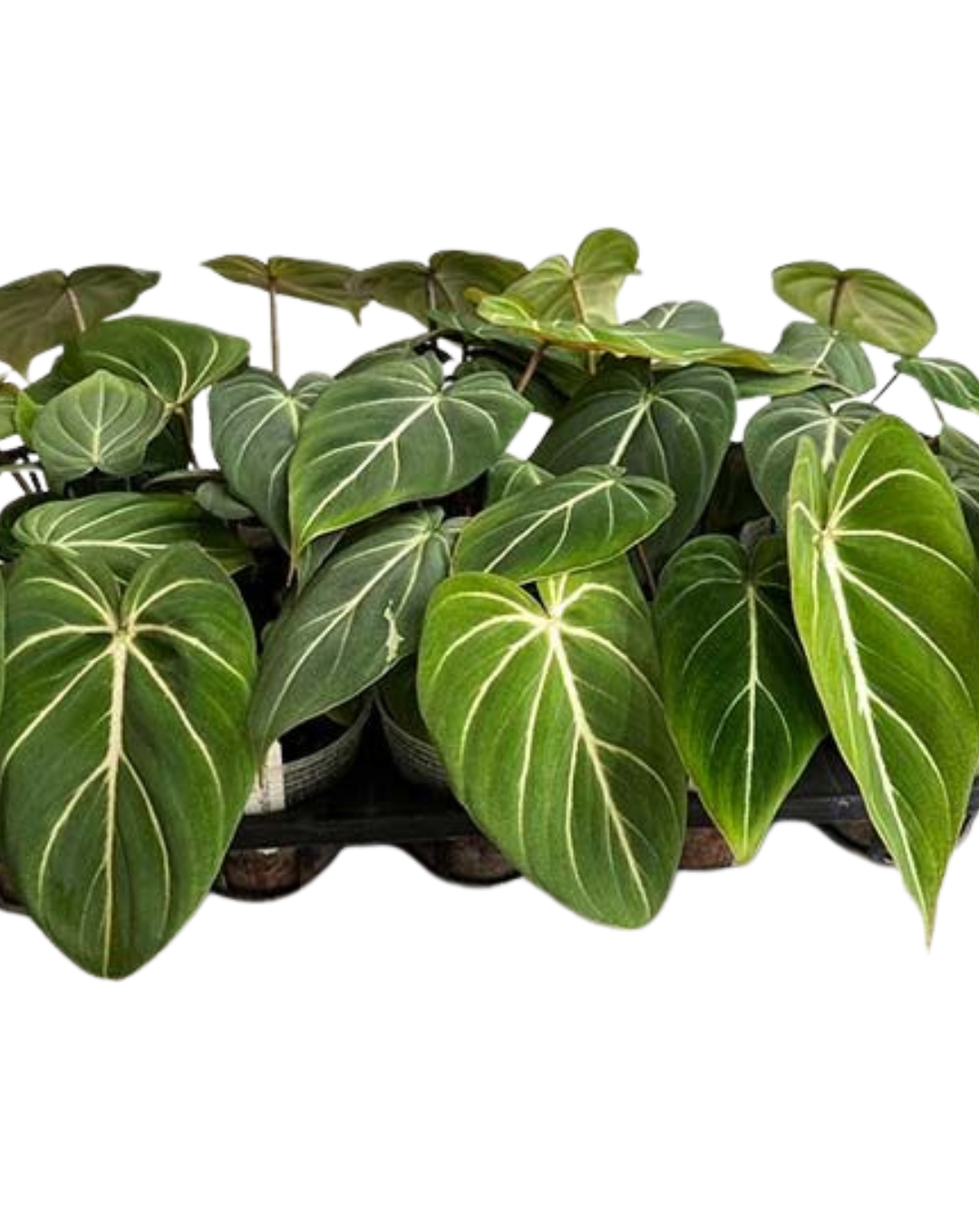 Philodendron Gloriosum