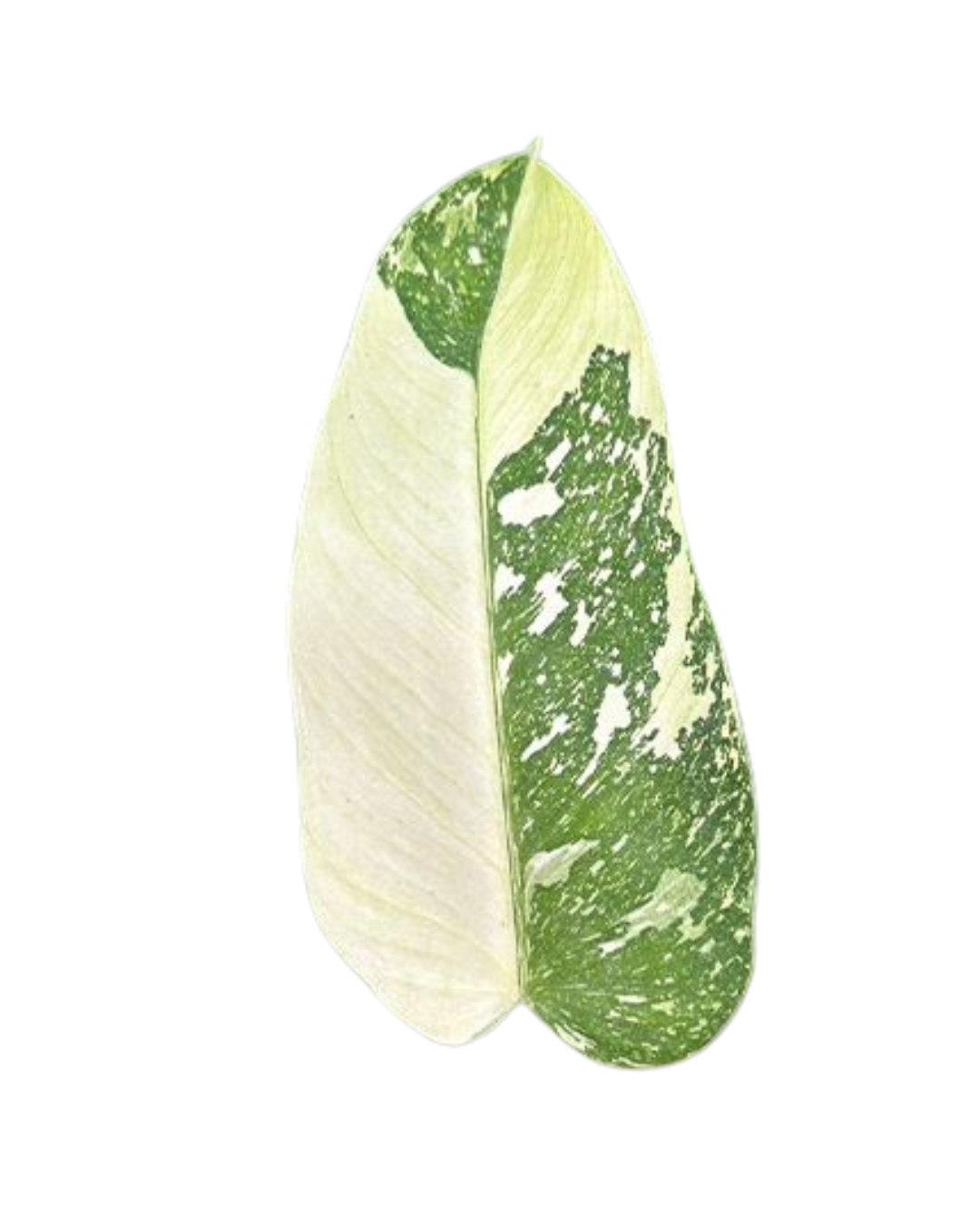 Philodendron 'Jose Buono'