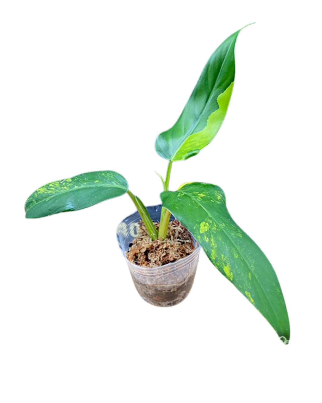 Philo. domesticum var