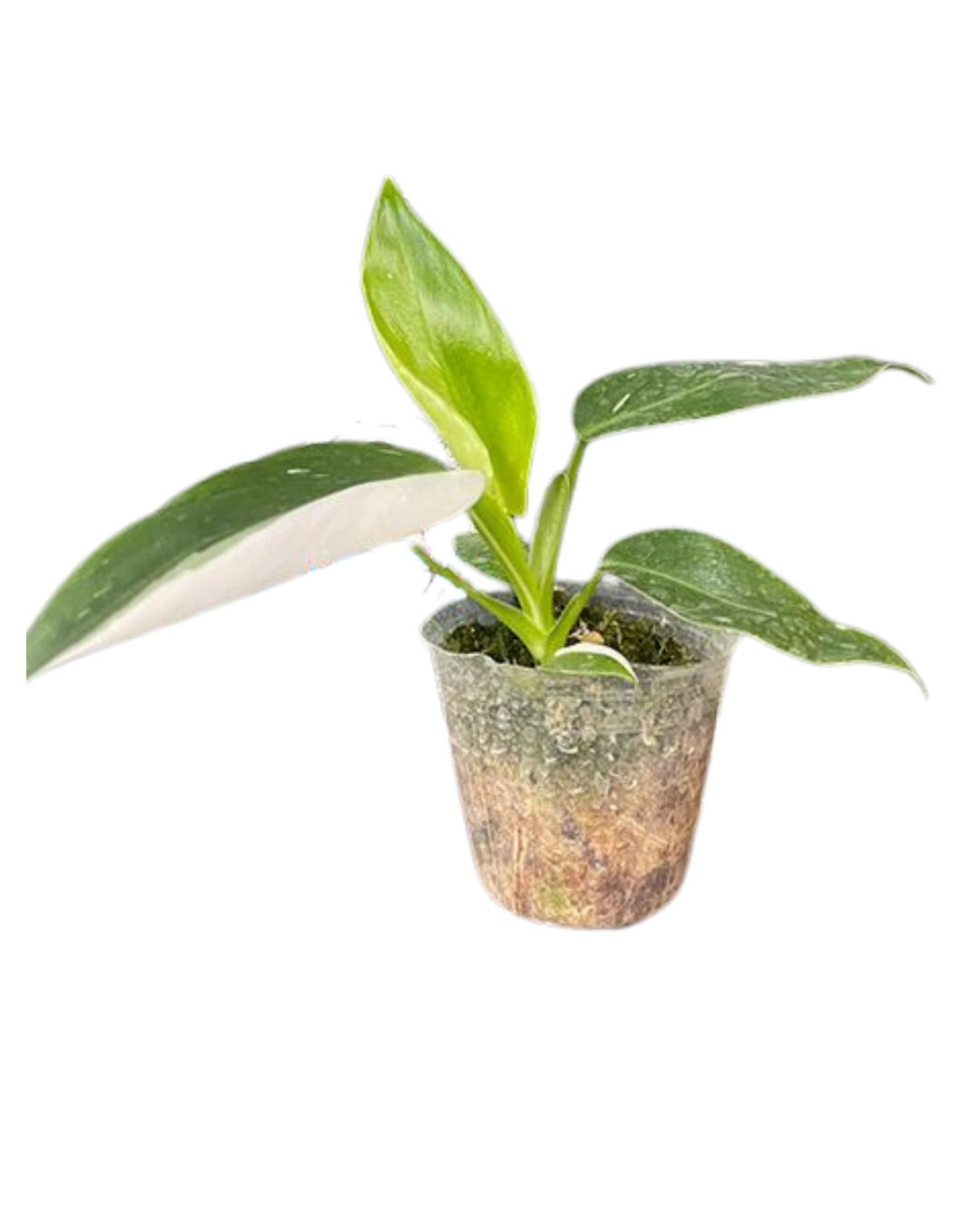 Philo. White Princess