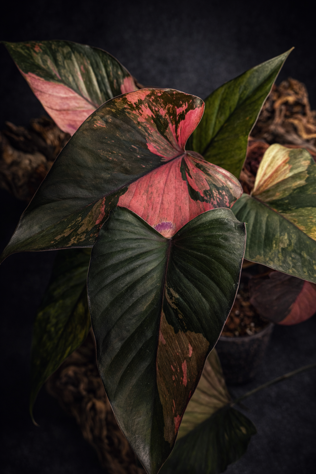 Homalomena pink diamond
