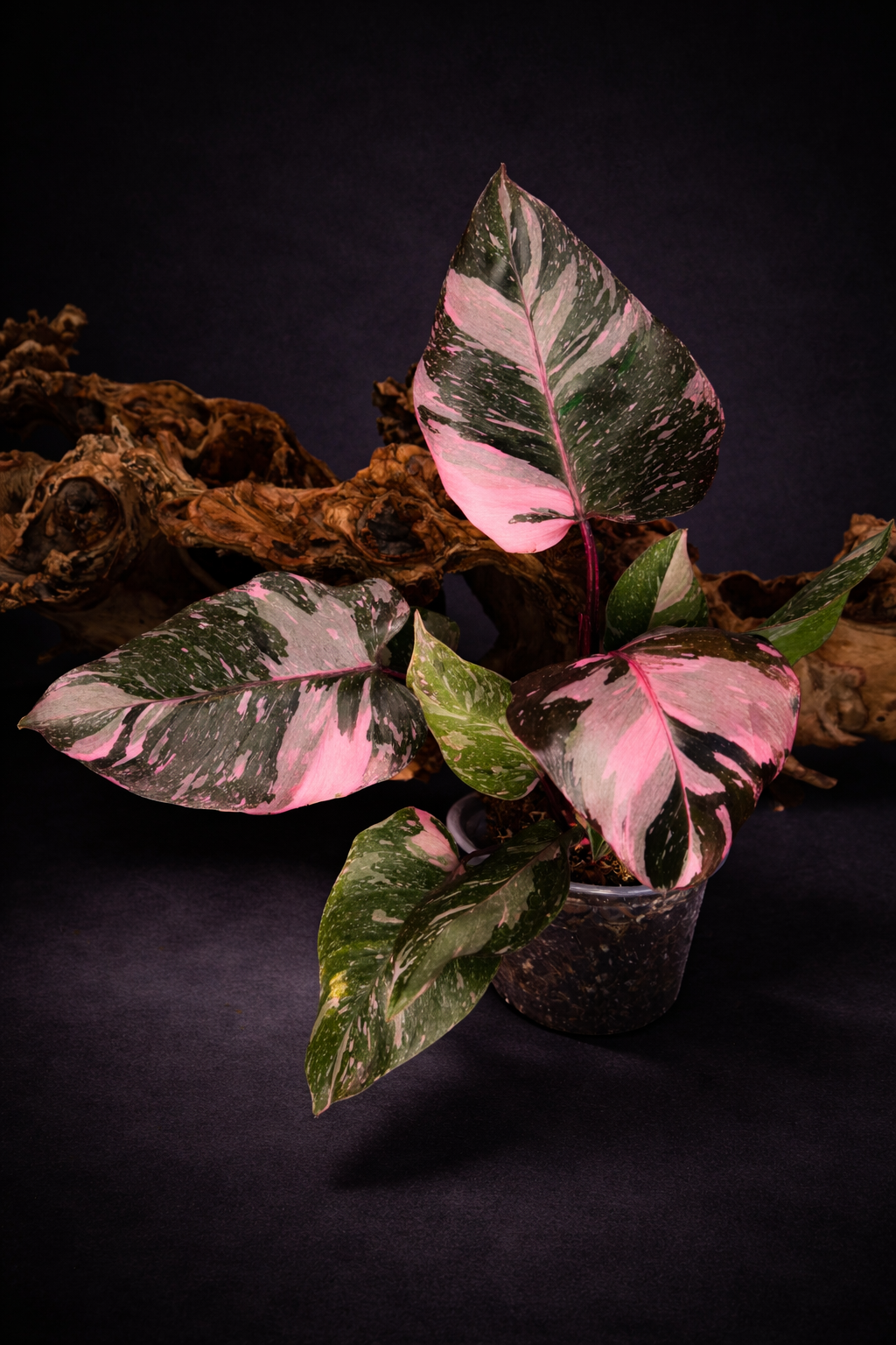 Philodendron Pink Princess Galaxy