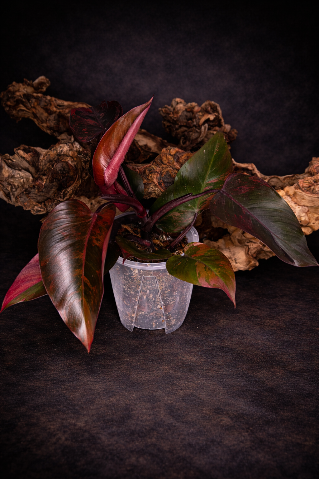 Philodendron Pink Princess Tricolour