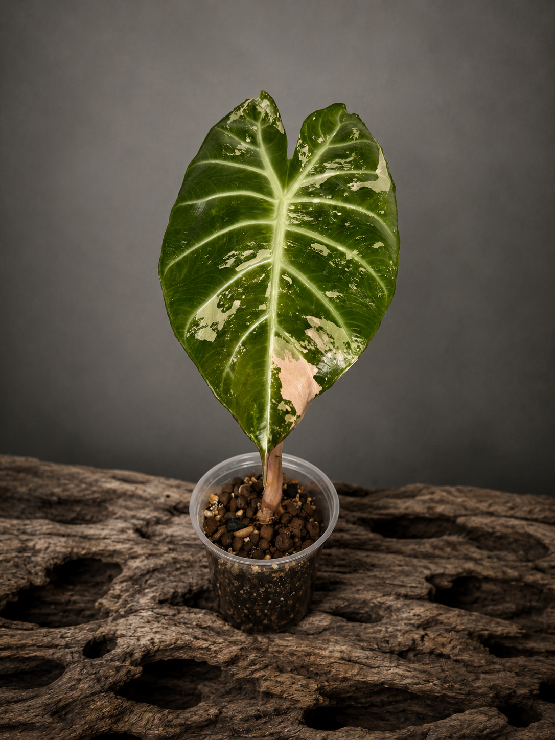 Alocasia Pink Dragon variegated