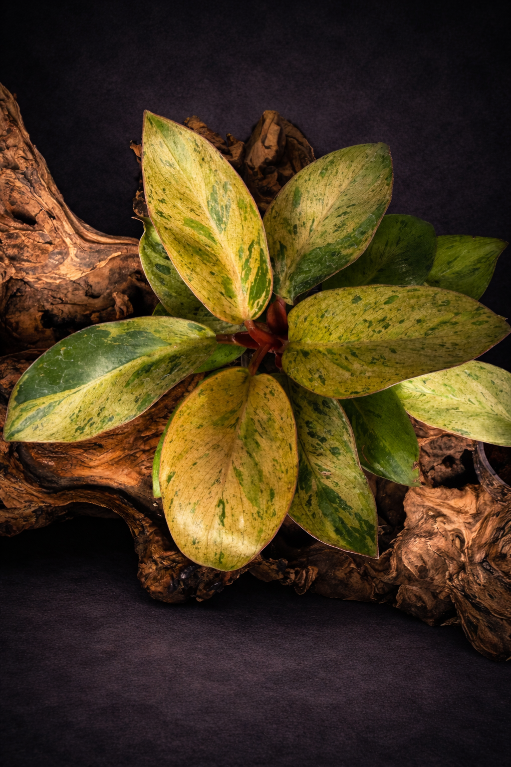Philodendron Red Congo dwarf variegated