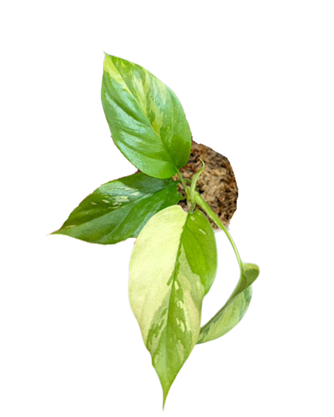 Rhaph. tetrasperma var