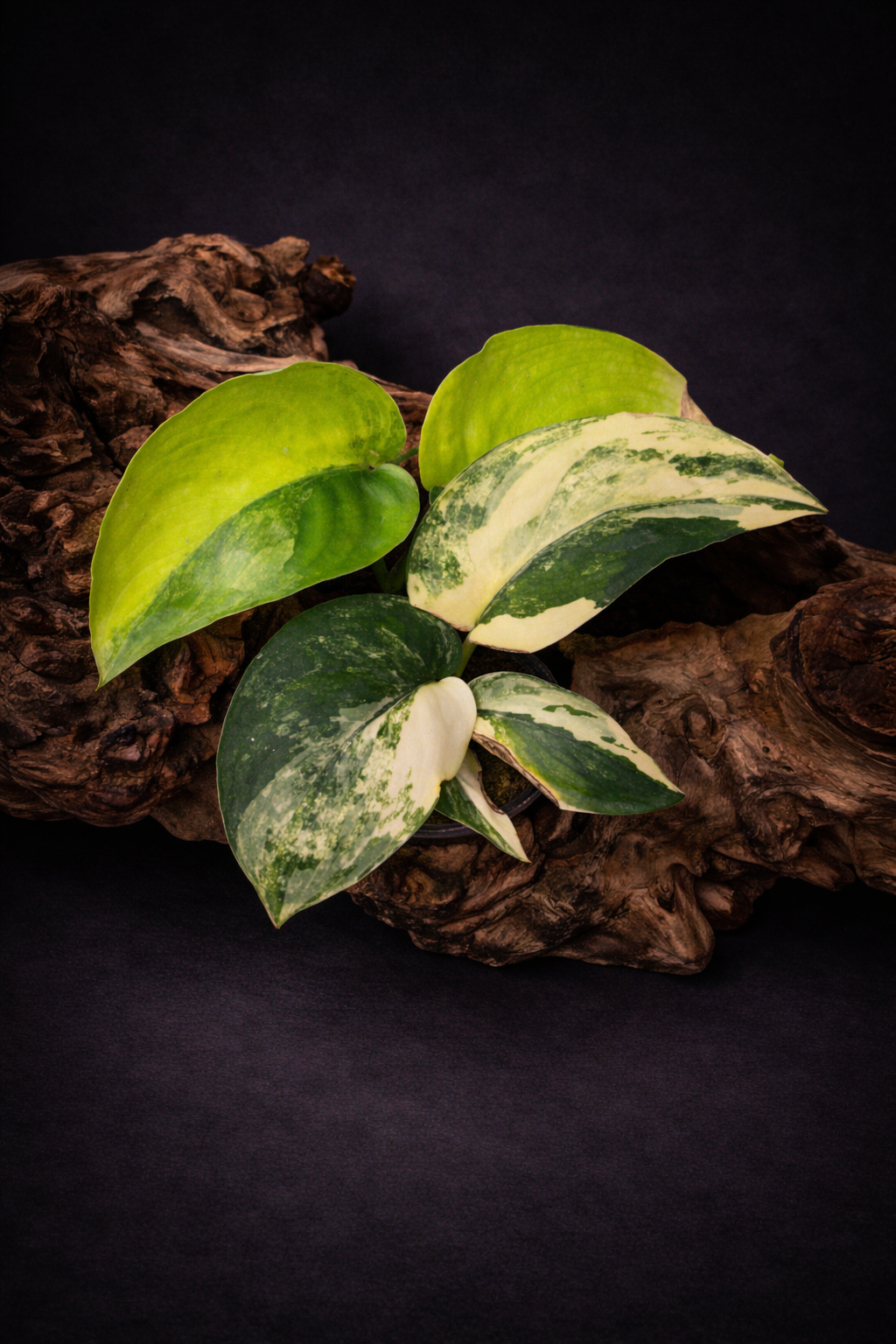 Scindapsus 'Jade Satin' variegated