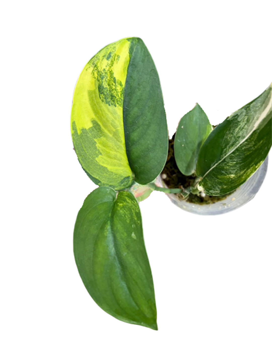 Scin. "Jade Satin" var