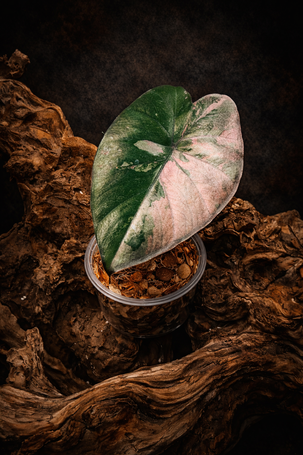 Alocasia serendipity 'Small'
