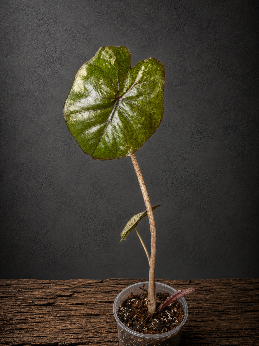 Alocasia serendipity 'Small'