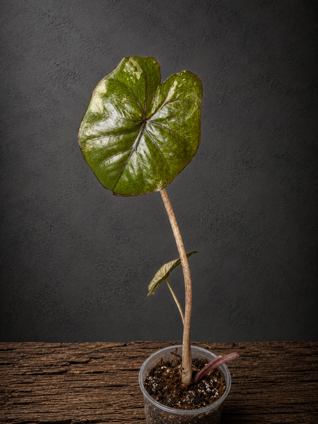 Alocasia serendipity 'Small'