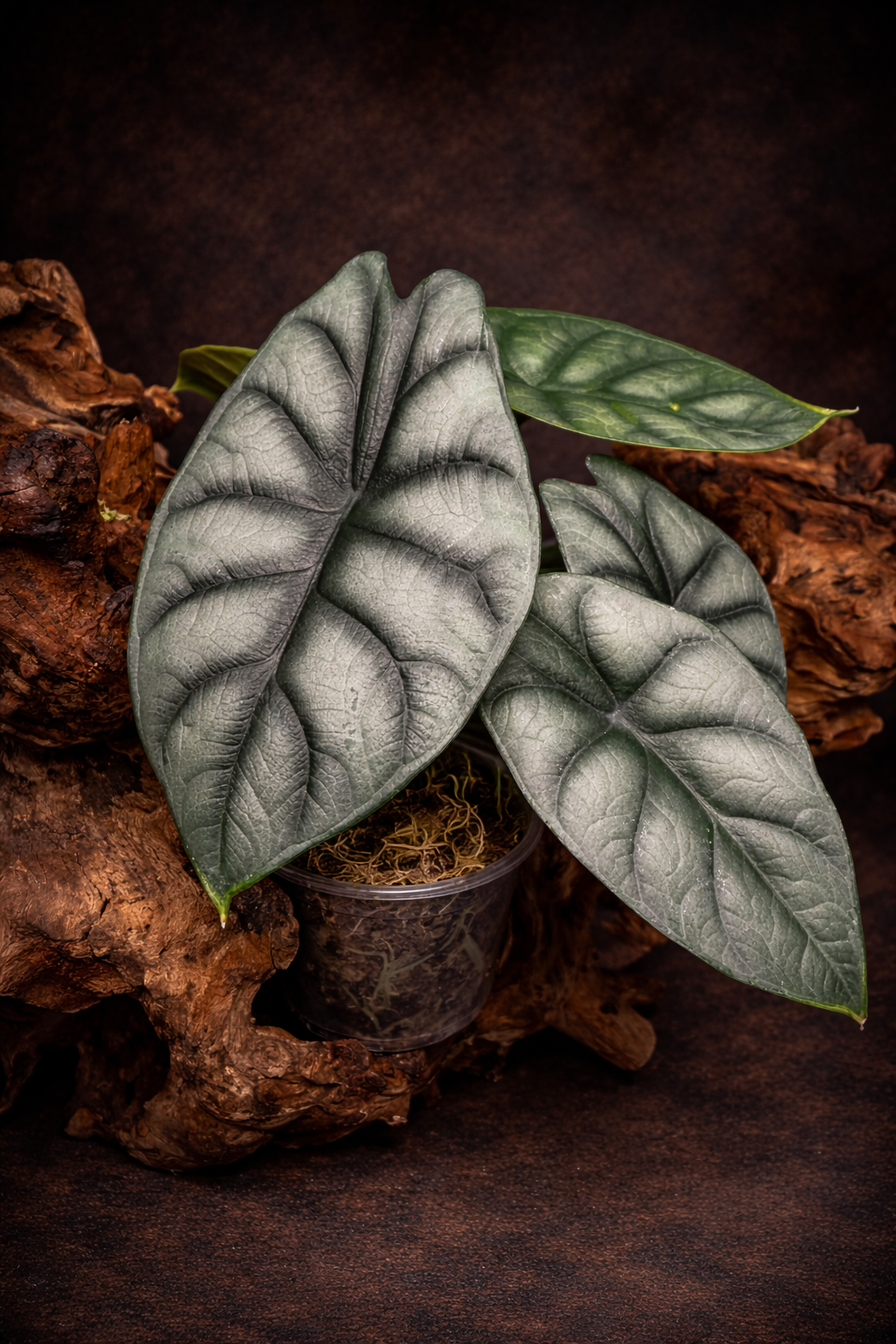 Alocasia 'Silver Dragon'