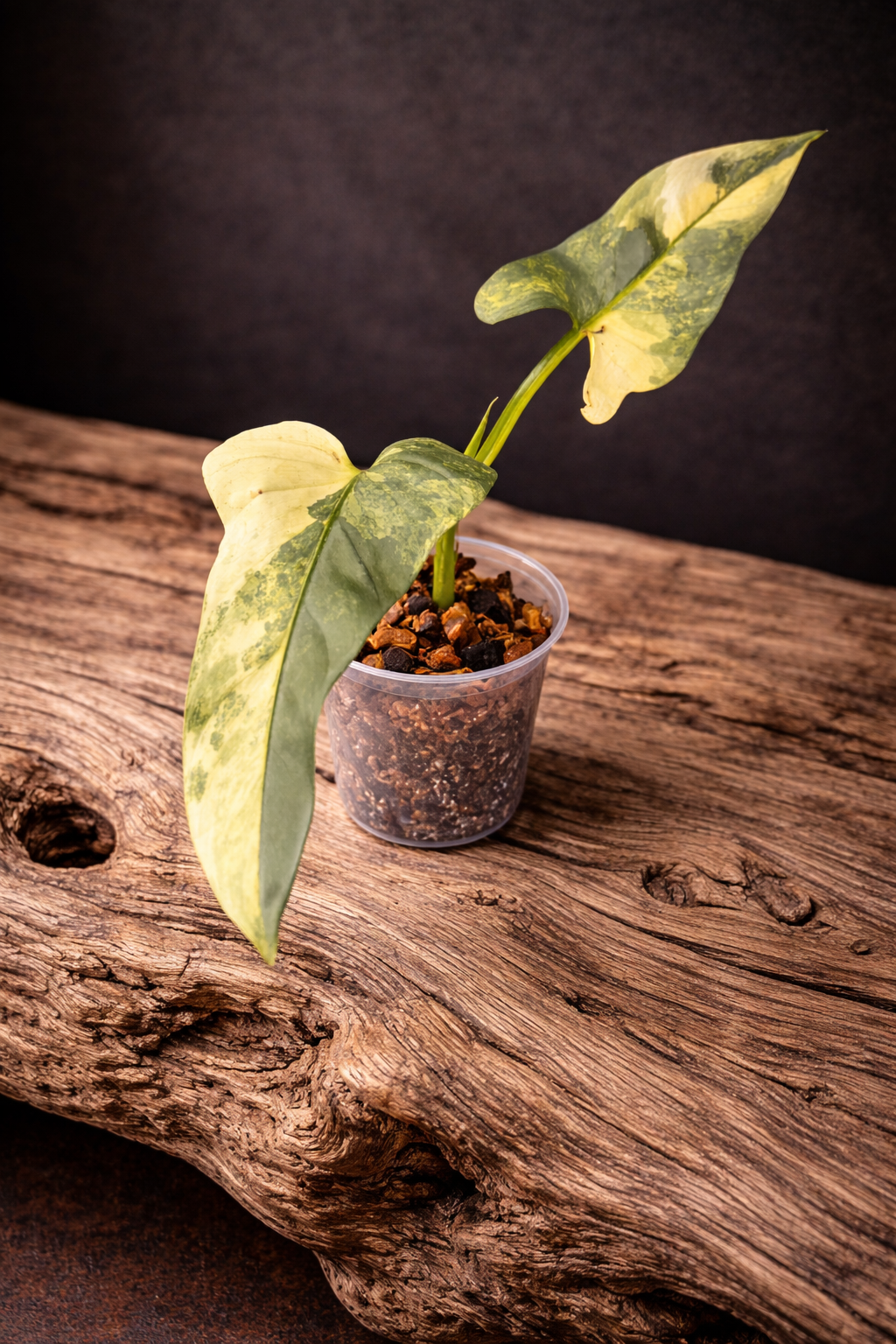 Philodendron Silver Sword Variegated