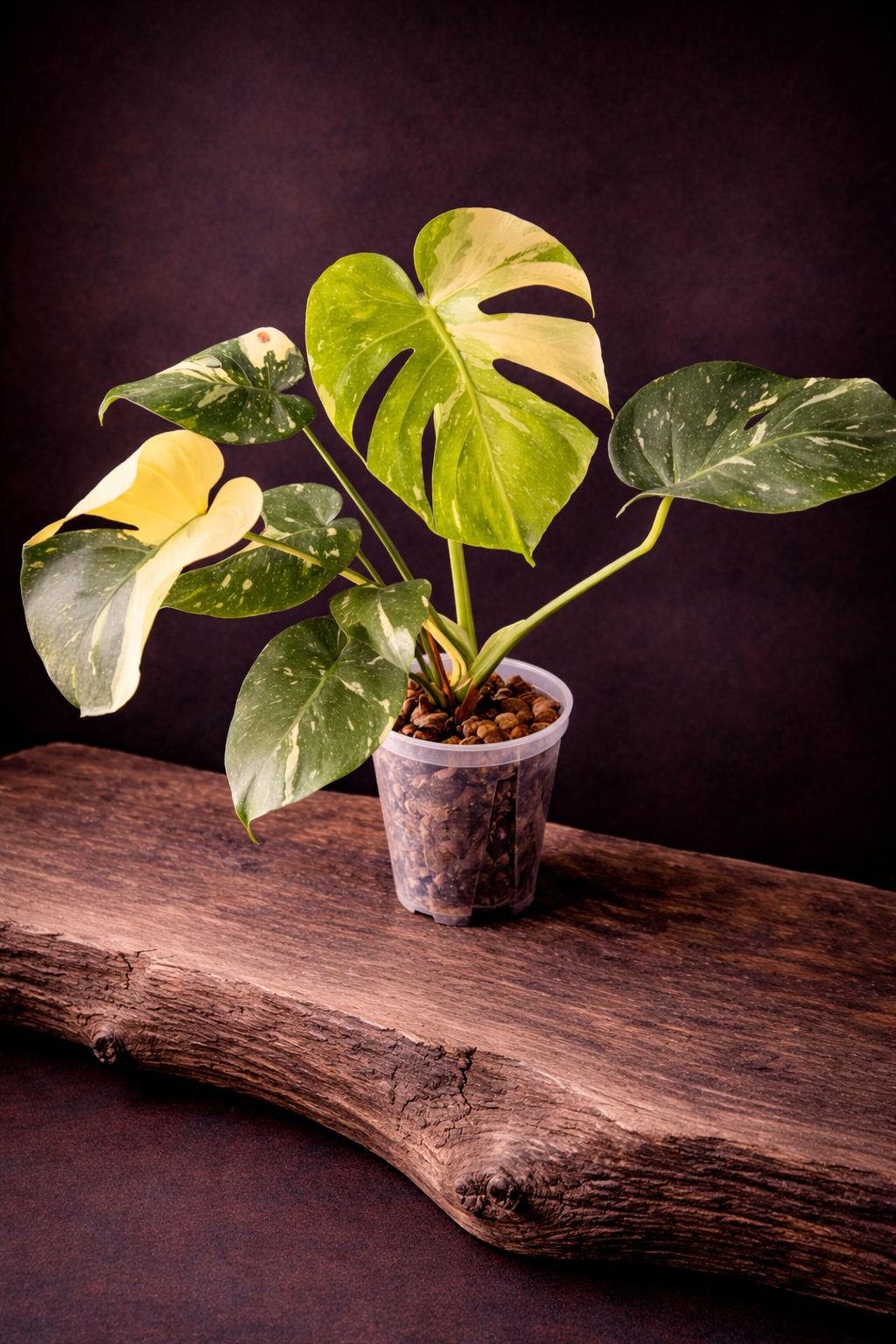 Monstera Thai Constellation "Medium"