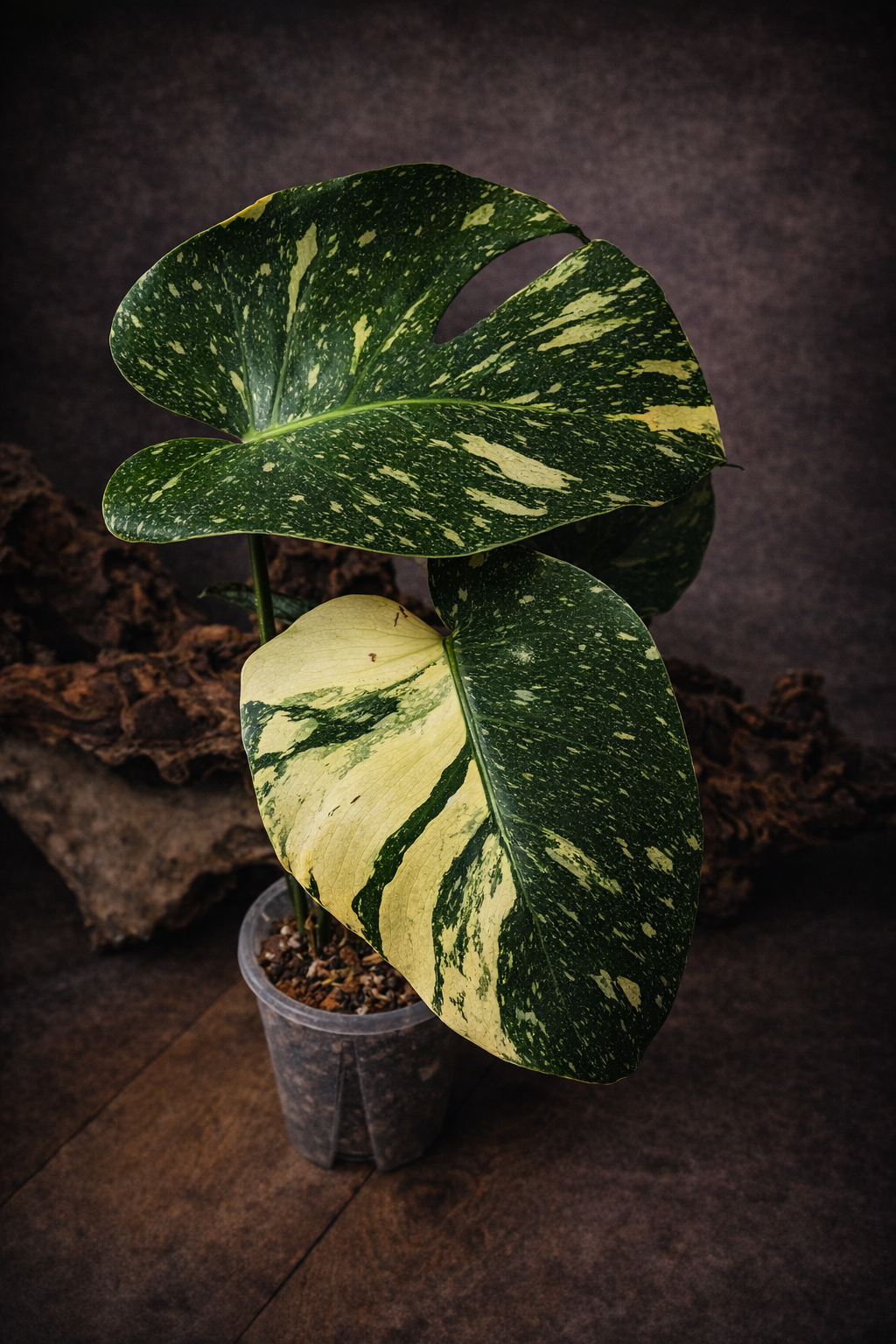 Monstera Thai Constellation "Medium"