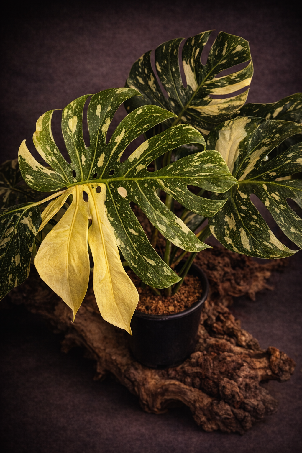 Monstera Thai Constellation "Large"