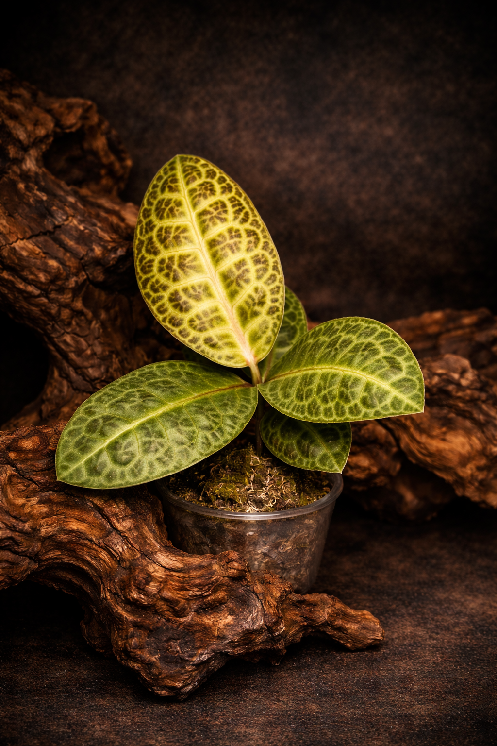 Ardisia sp. Turtle Back