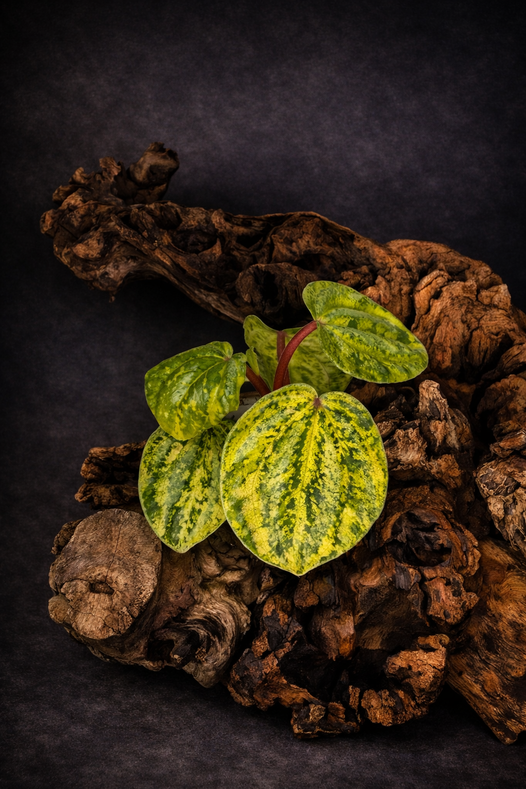 Pepperomia watermelon variegated
