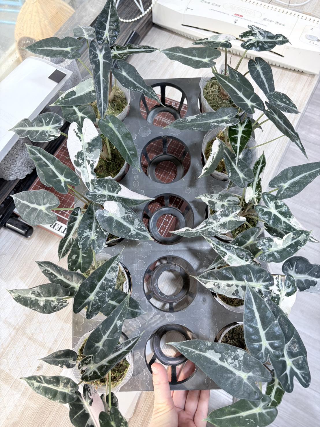 Alocasia bambino ‘White'