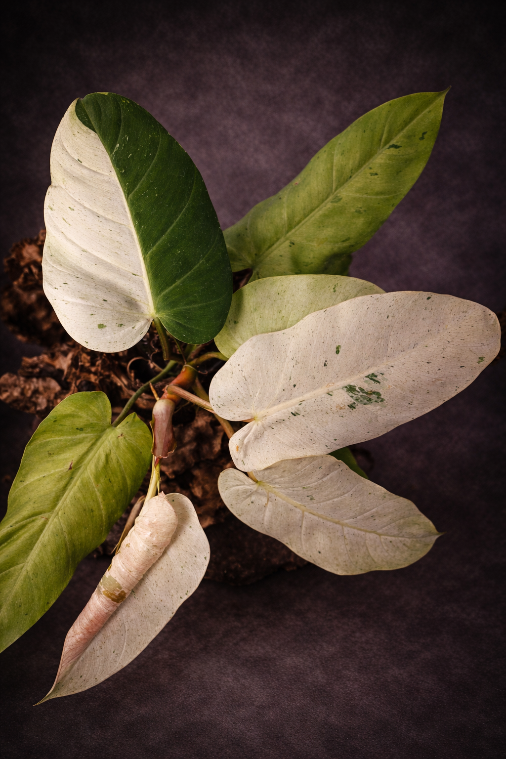 Philodendron Whipple Way 'Large'