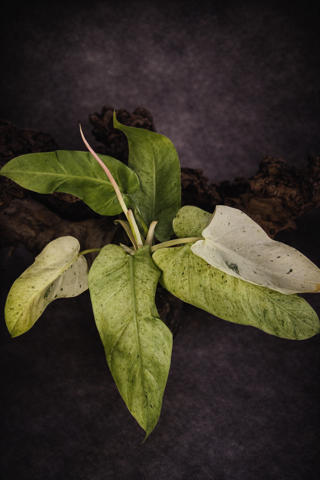 Philodendron Whipple Way 'Medium'