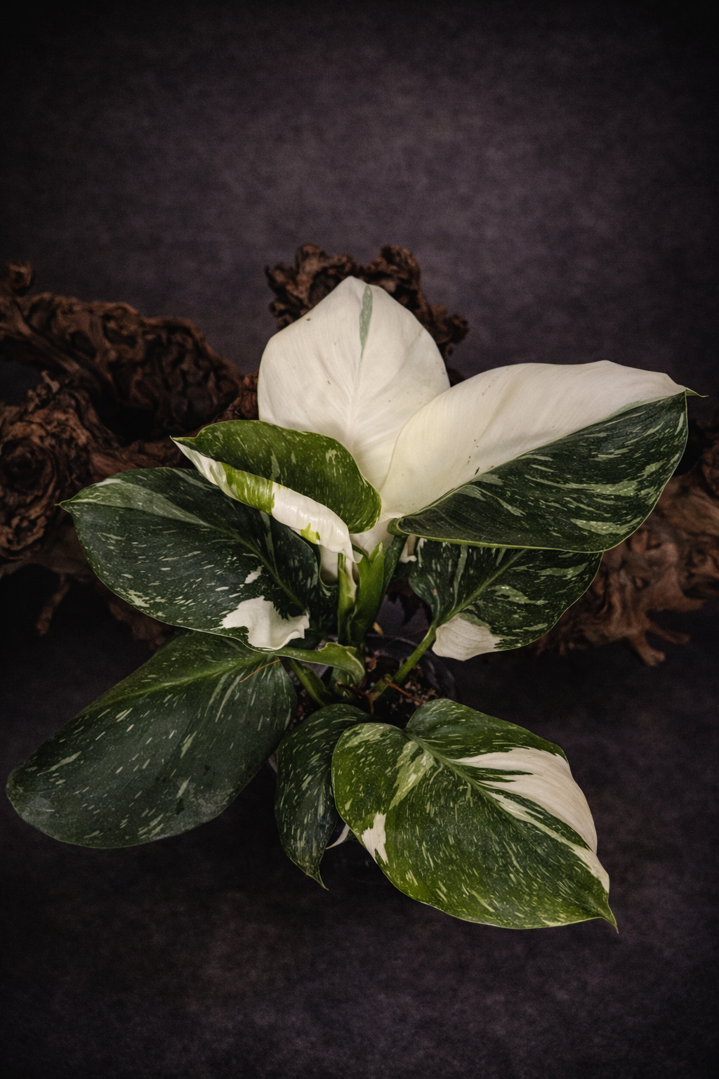 Philodendron White Wizard