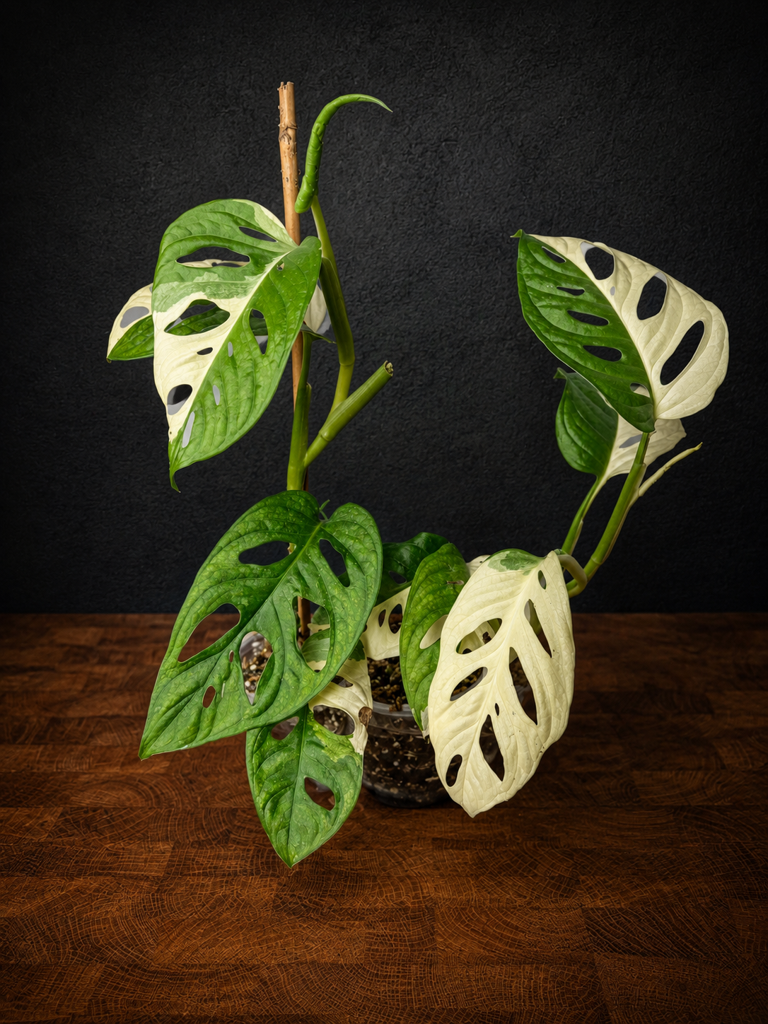 Monstera adansonii variegated