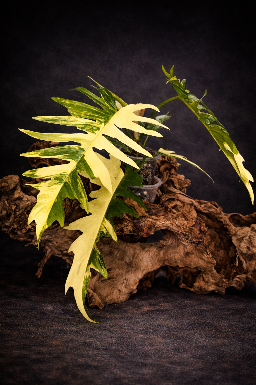 Philodendron Florida x tortum variegated #1