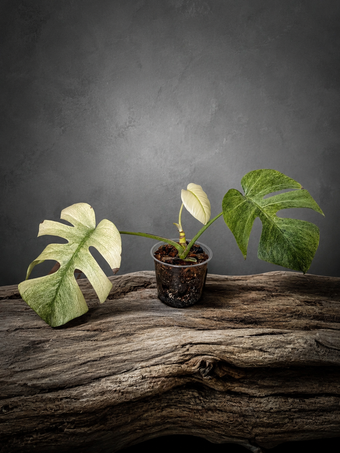 Monstera deliciosa full mint
