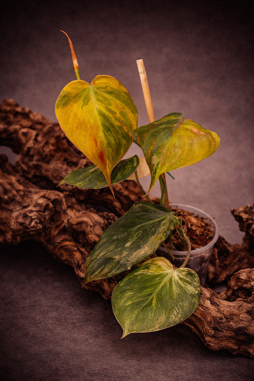 Philodendron micans "Pink" variegated