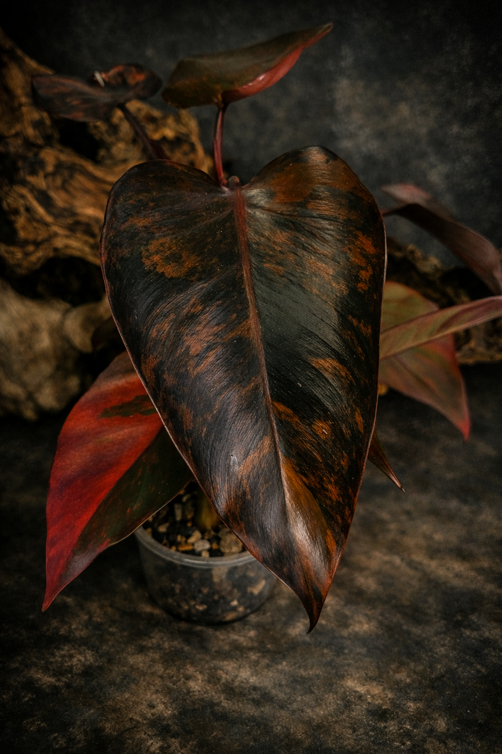 Philodendron Pink Princess Tricolour