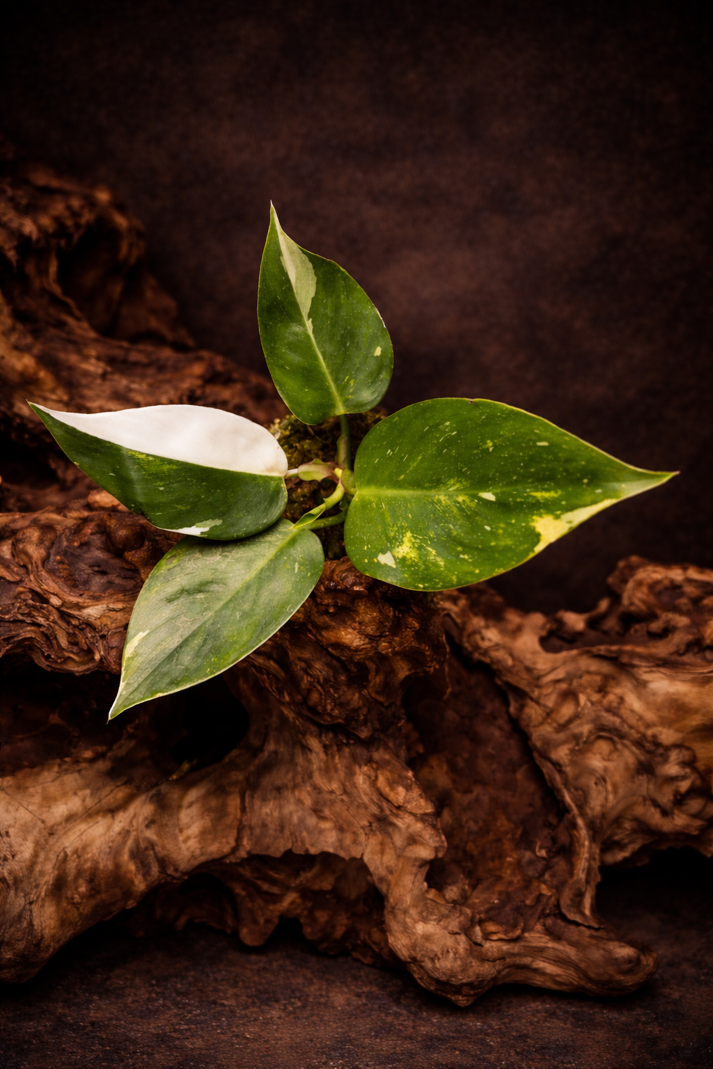 Philodendron White Princess